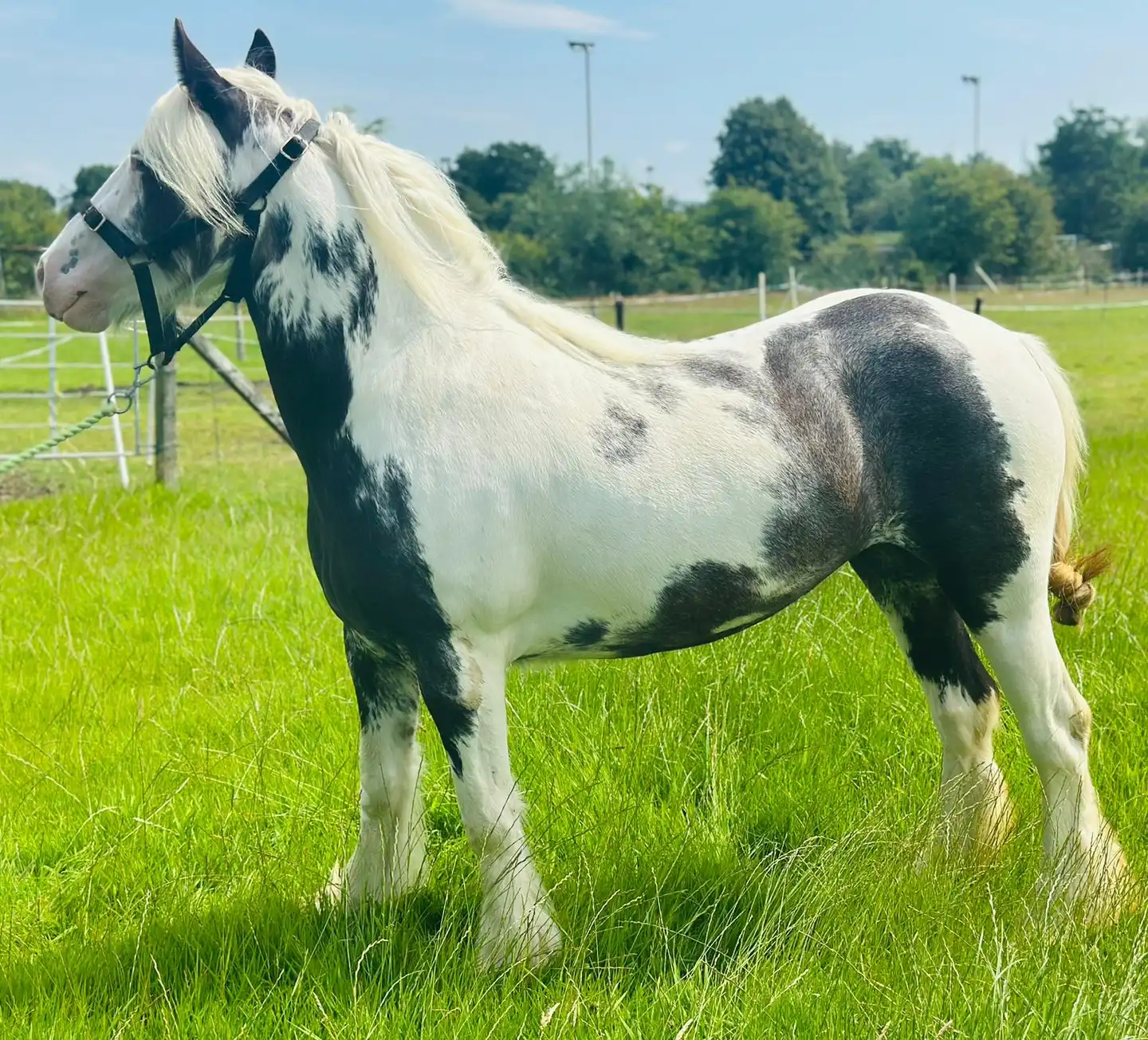 Hermits Divine - Media (Unknown)