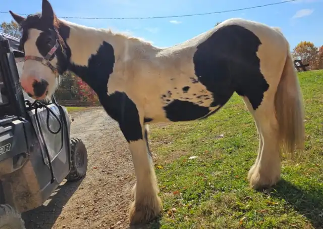 FG Aijalon - Media (Unknown)