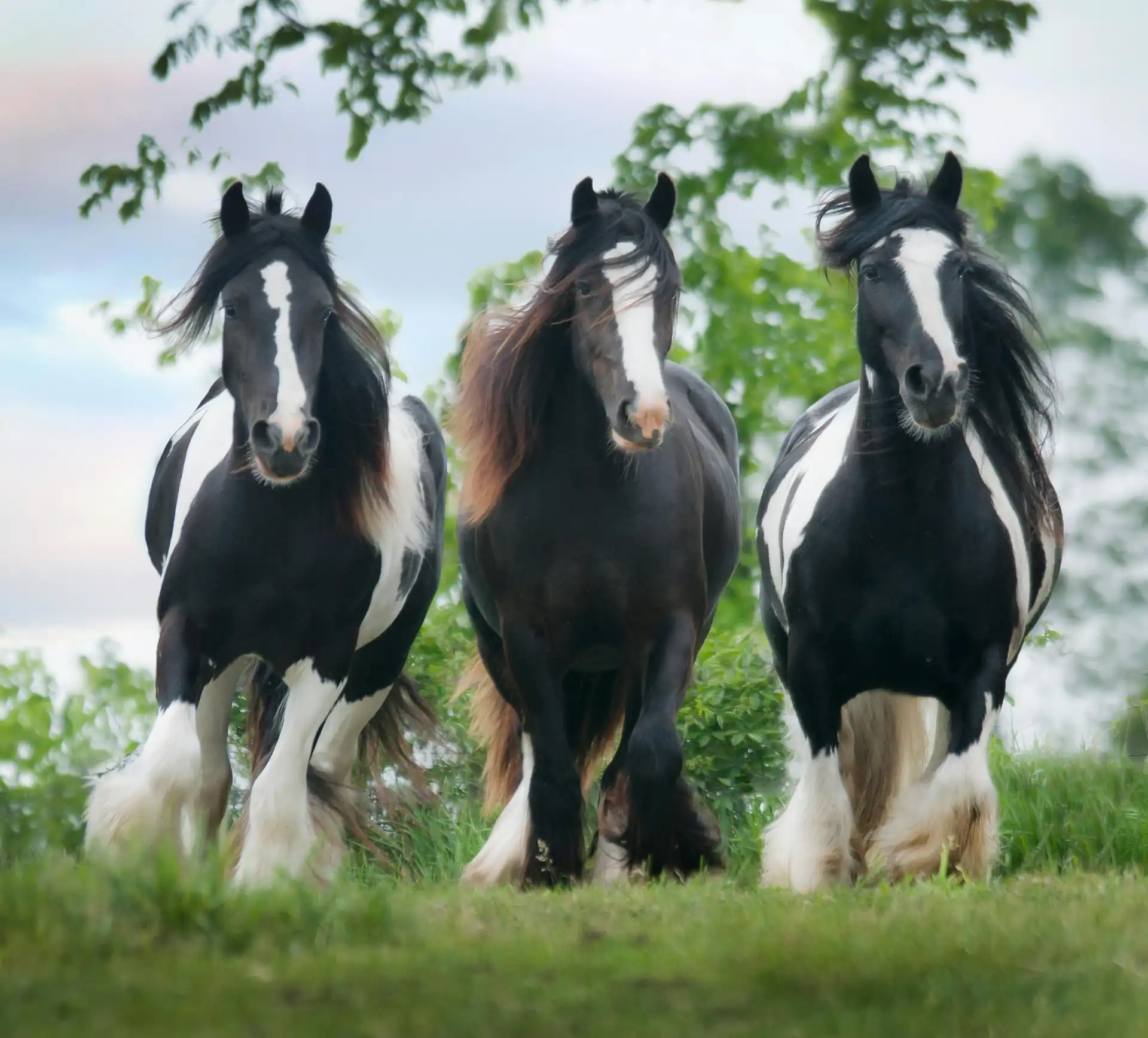 Gypsy Cob