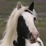 R Banner - Media (Unknown)