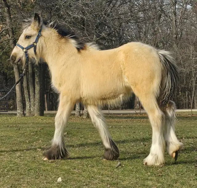 RsF  Indian Outlaw - Media (Unknown)