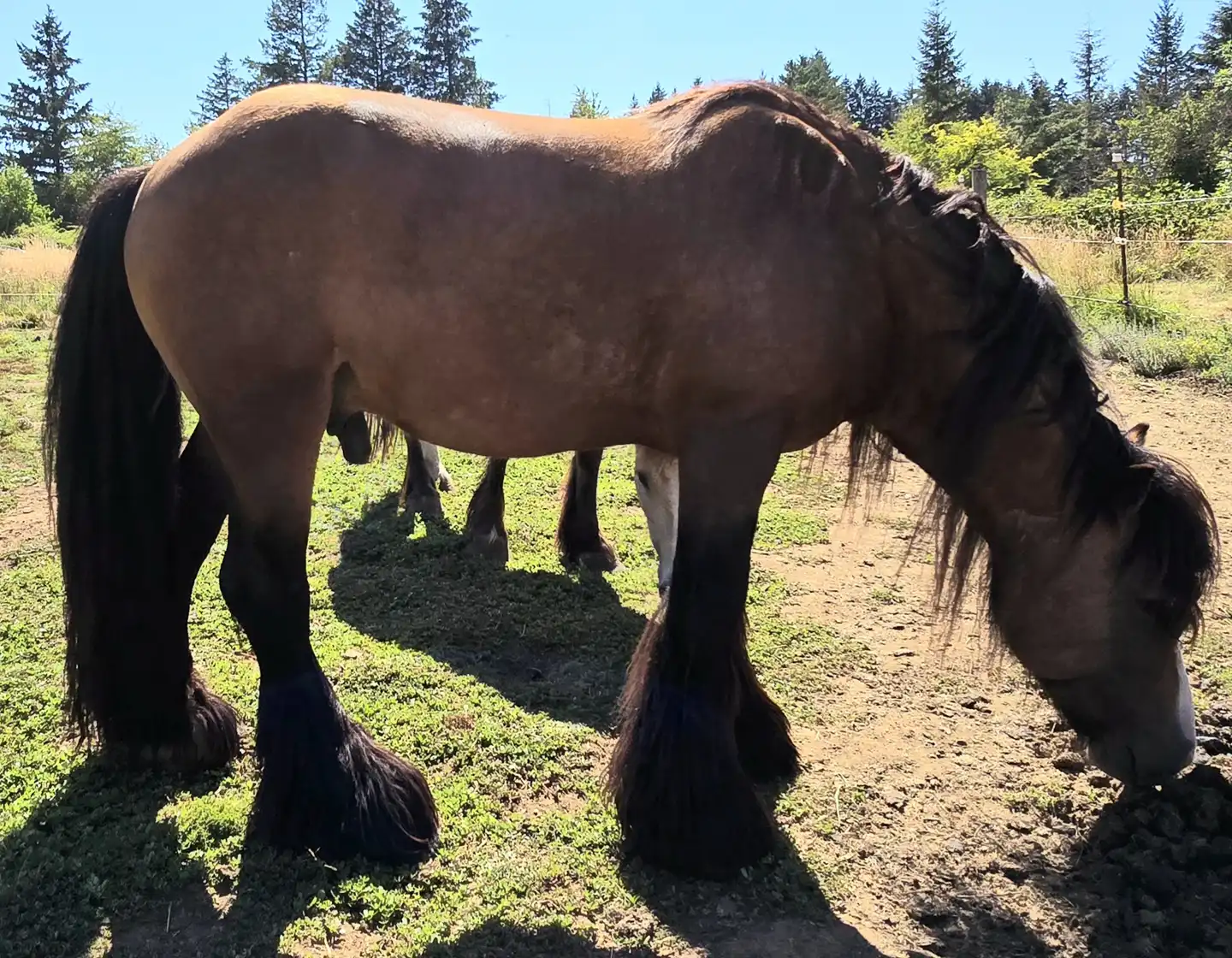 AR's Baelfyre - Media (Unknown)