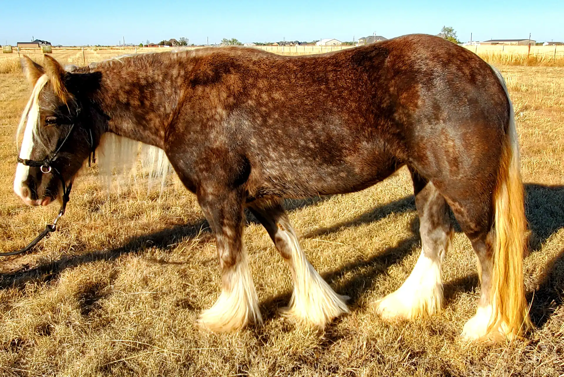 Thunders Silver Lace - Media (Unknown)