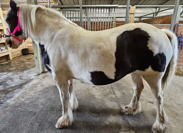 NR Casanovas Camille - Media (Unknown)