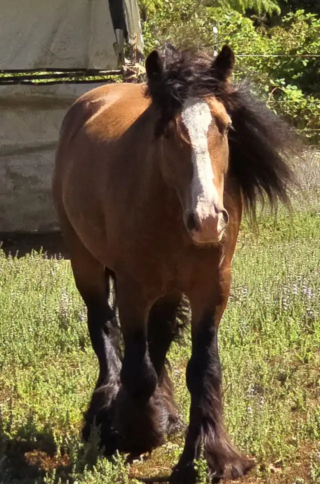 AR's Baelfyre - Media (Unknown)