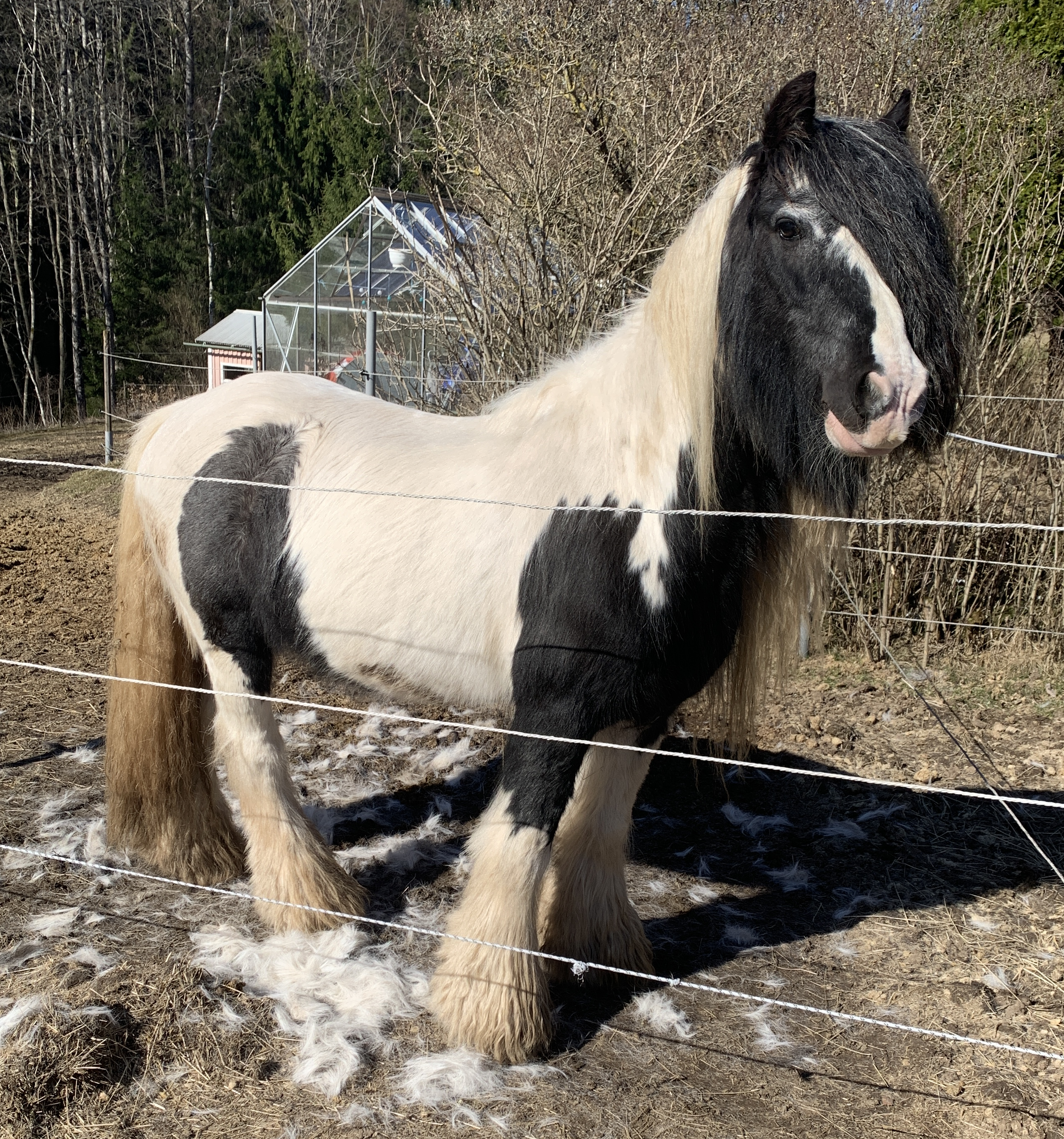 Poodle - Media (Unknown)