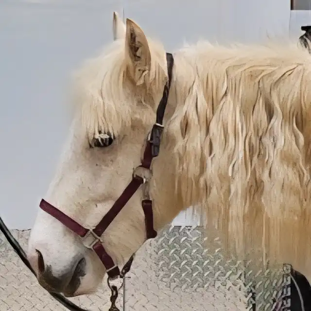 GRH Apache's Secret Gold Nugget - Media (Unknown)