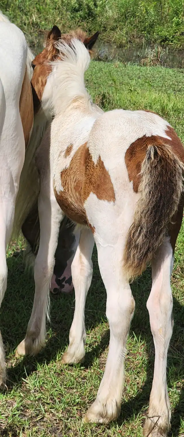 G.S. Sky's Coral - Media (Unknown)