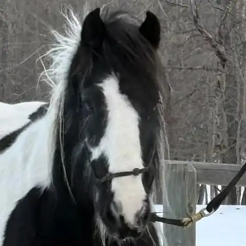 Gypsy Horse Ranch  Eclipse - Media (Unknown)