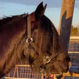 Ford Maverick - Media (Unknown)