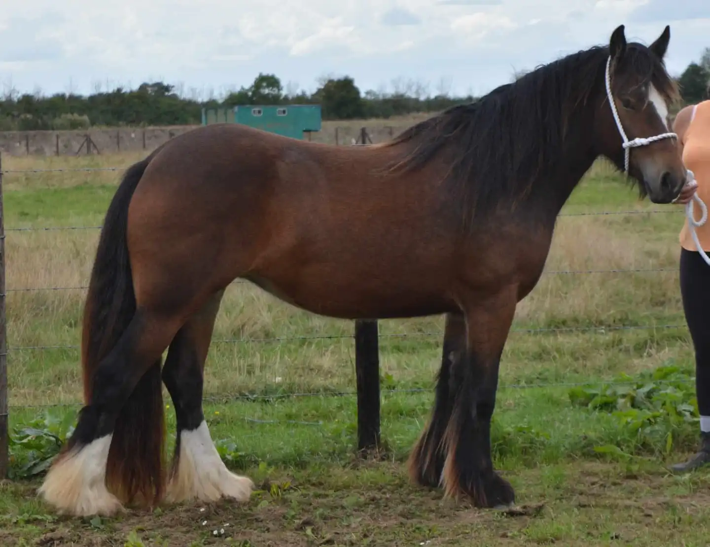 SD Toffee Meringue - Media (Unknown)