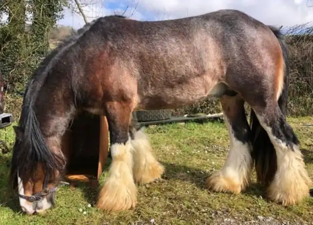 Ballinakill Buddy, right side