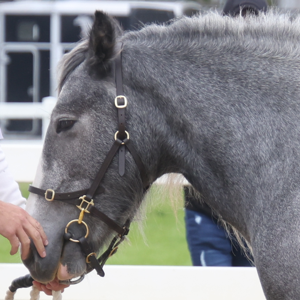 Deane's Shadow - Media (Unknown)