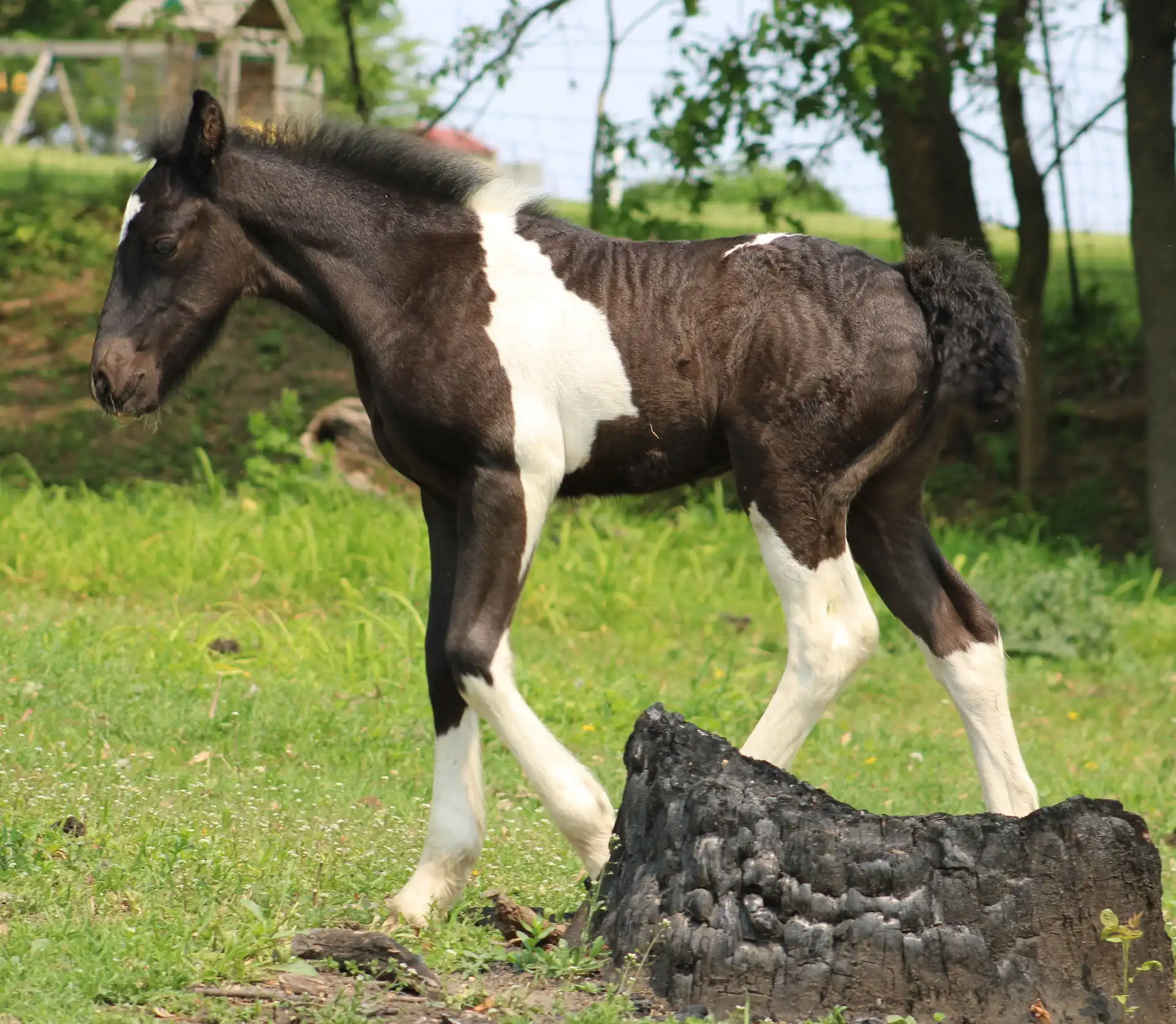 FVF Liam - Media (Unknown)