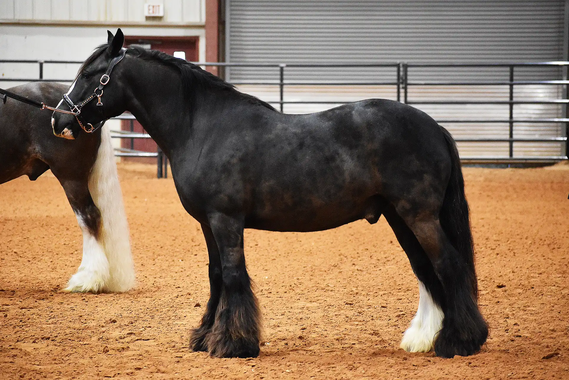 WHR Tiny Dancer - Media (Unknown)