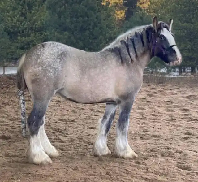 SSR Ladys Miracle - Media (Unknown)