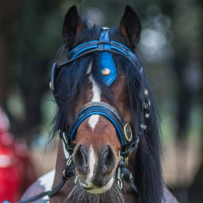 Son of Duke - Media (Unknown)