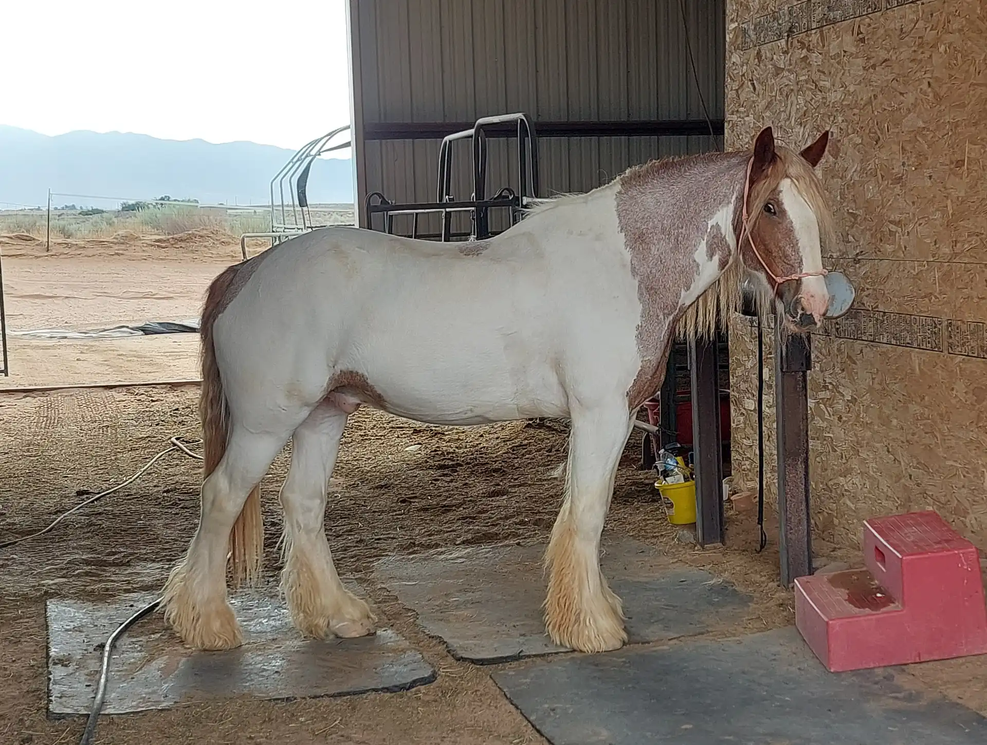 Aj's Odin of la Joya - Media (Unknown)