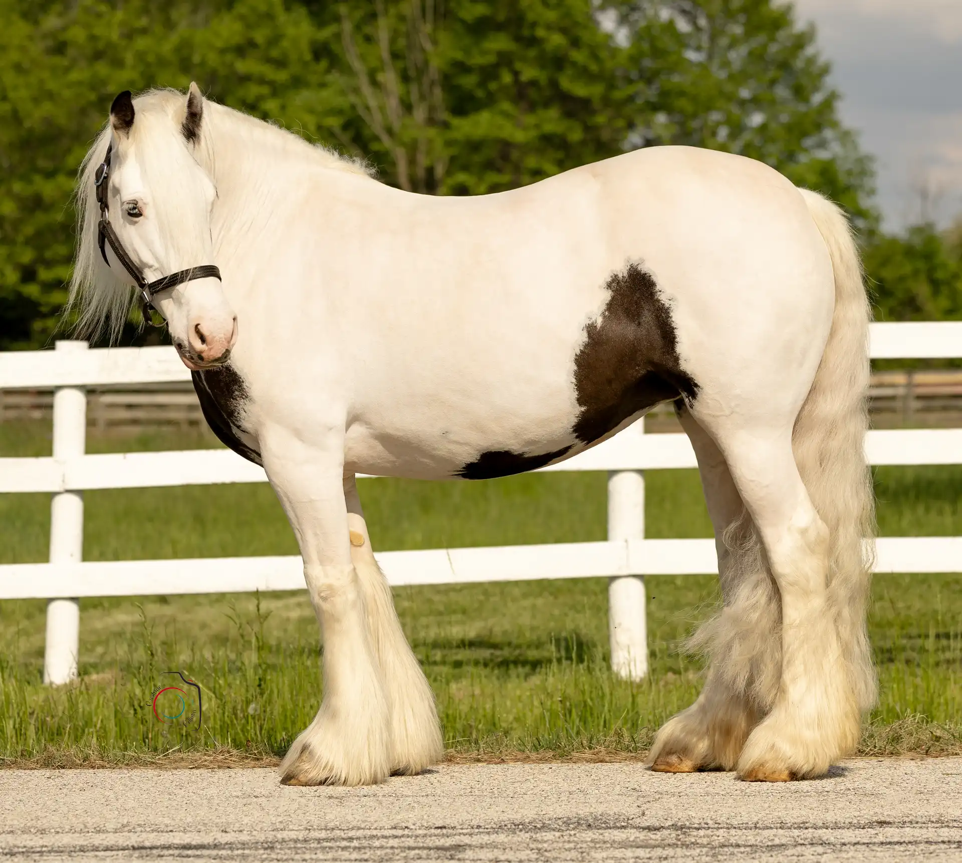 Feathered Meadows Legacy - Media (Unknown)