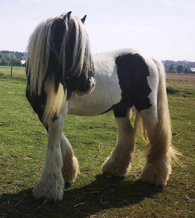 Poodle - Media (Unknown)