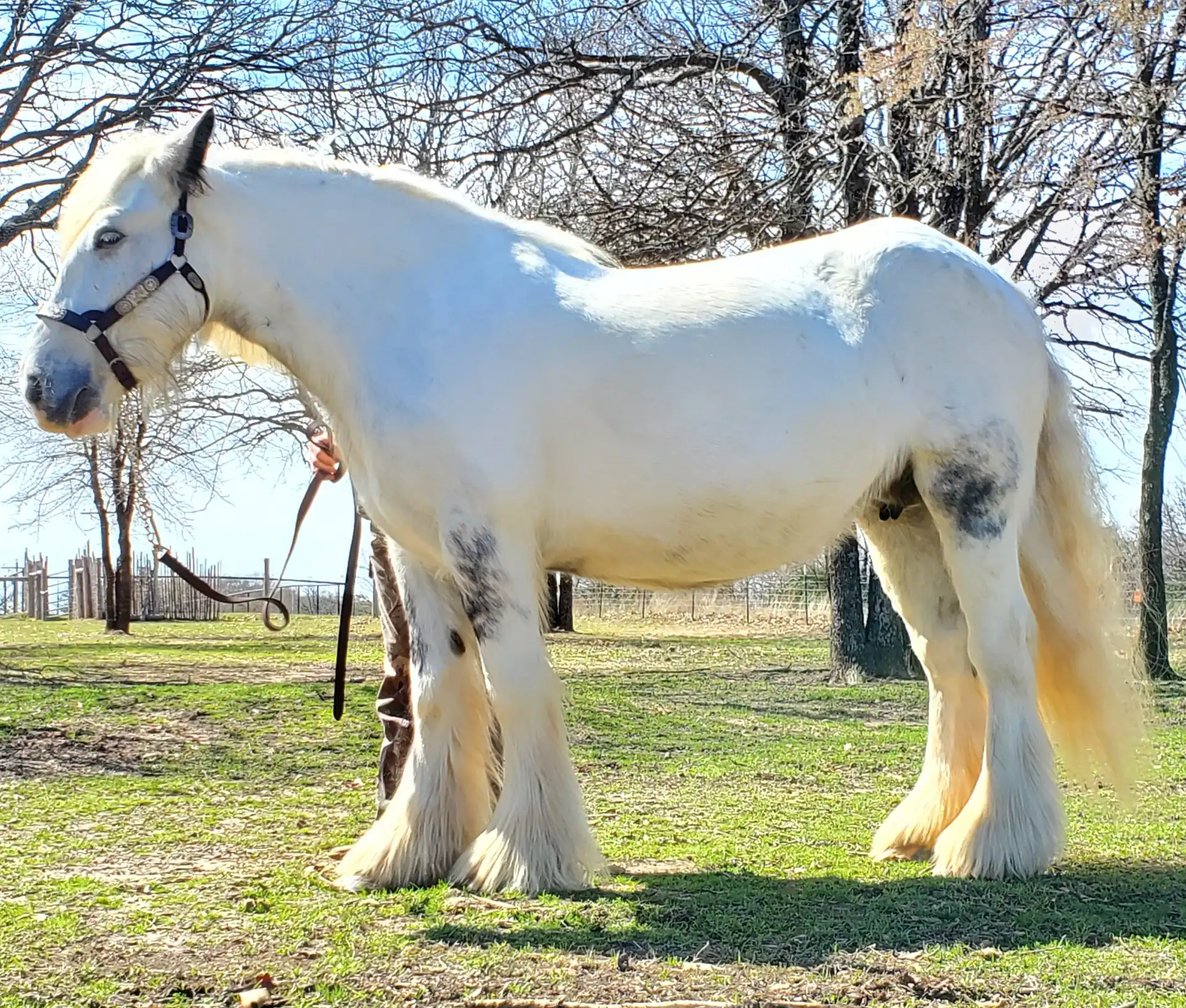 RsF Rsf Louis Vuittons Sophia - Media (Unknown)