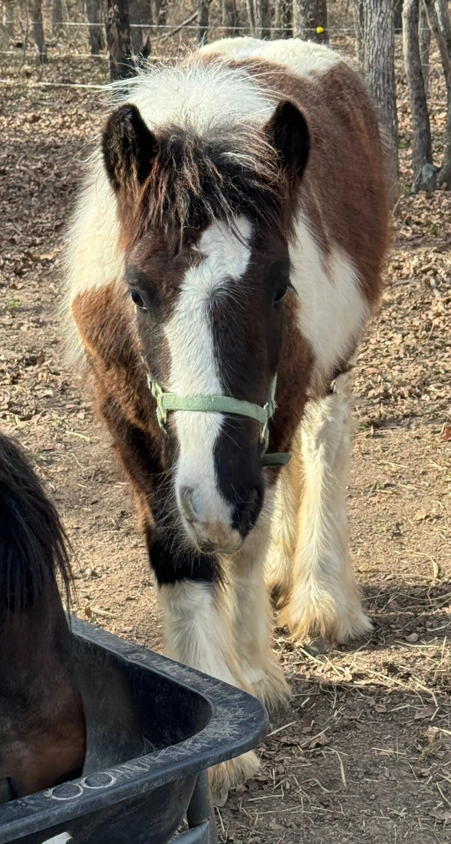 BR Tilly’s Lil Rusty Moonshine - Media (Unknown)