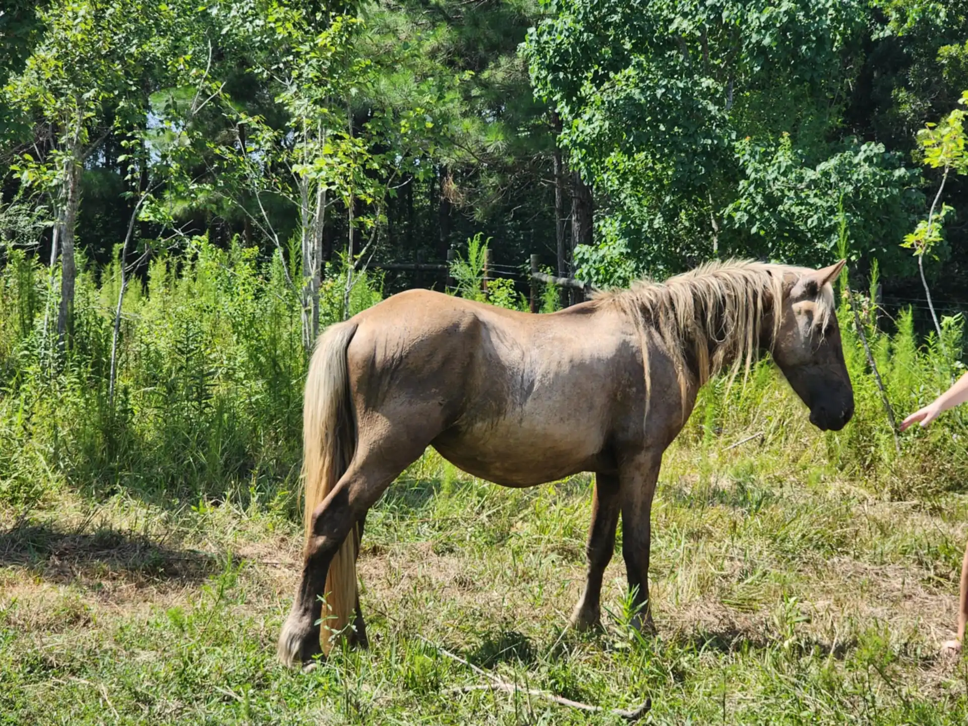 G.S. Silver Voyage - Media (Unknown)