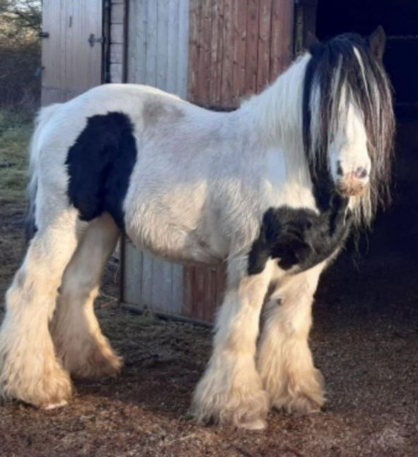 Logger - Media (Unknown)