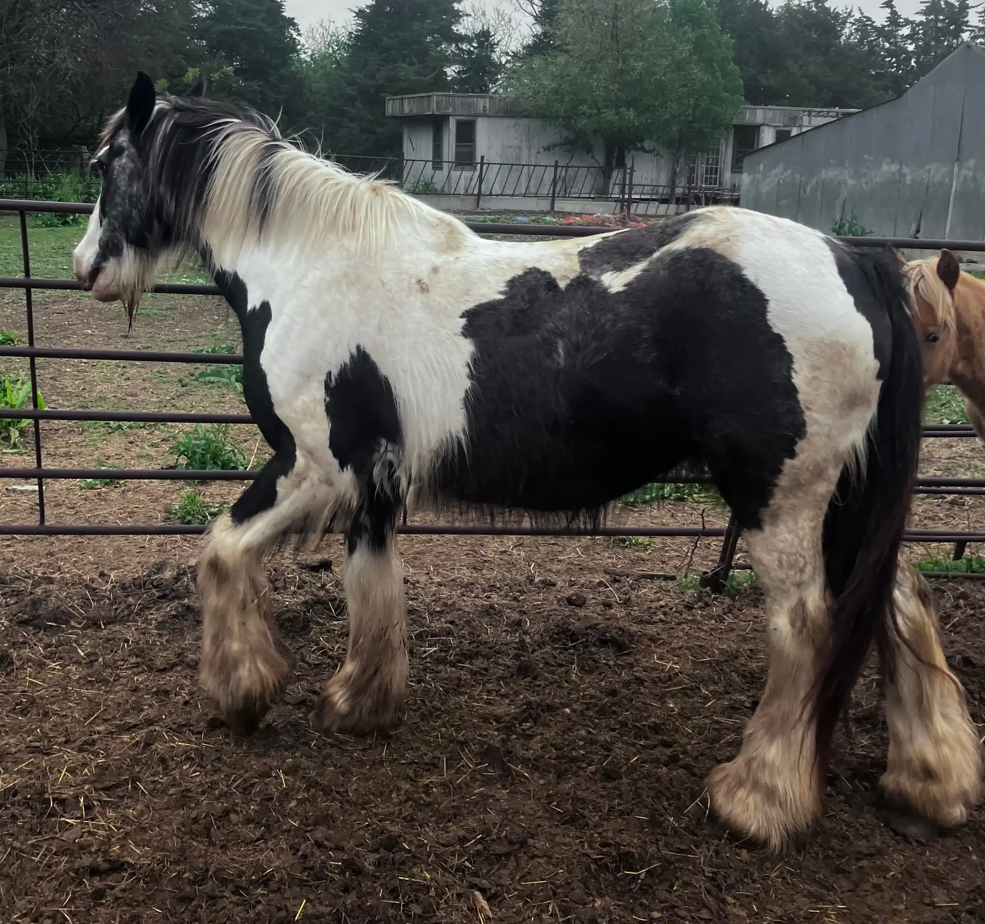 Pollianna - Media (Unknown)