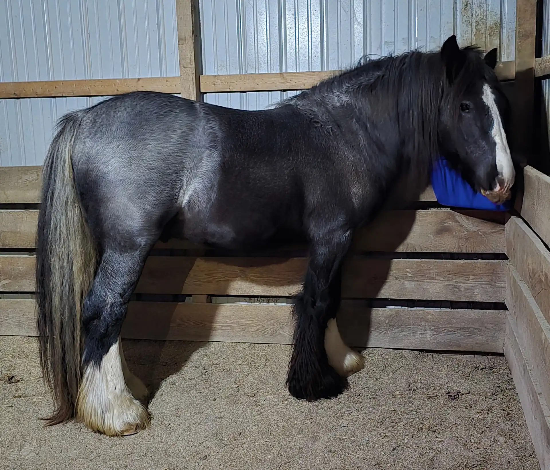 STL Roanin the Blue Corona - Media (Unknown)