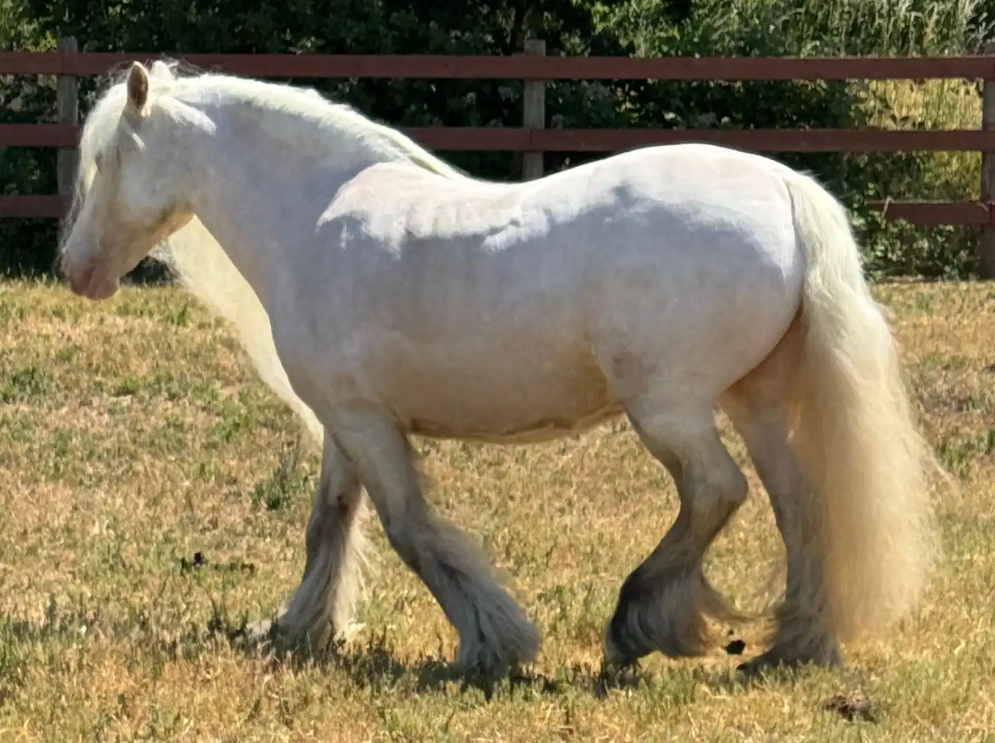 SD Adeleweiss - Media (Unknown)