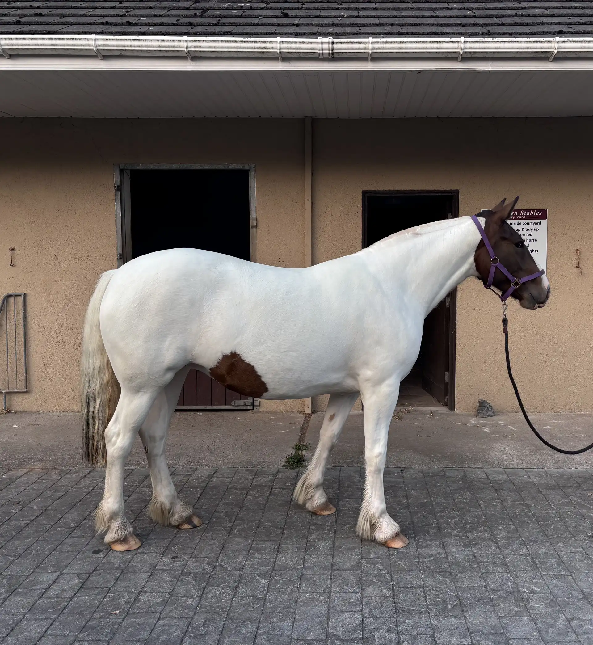 Nelly - Media (Unknown)