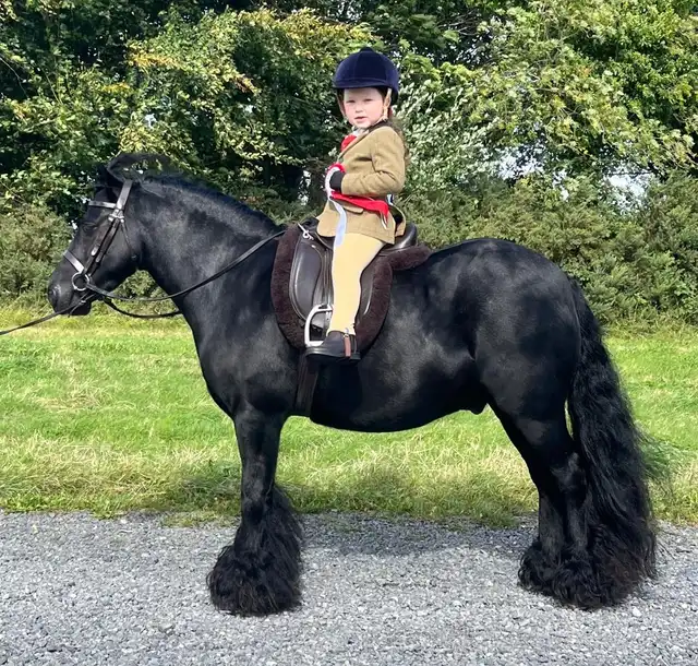 Kilmurray Pedro Pony - Media (Unknown)