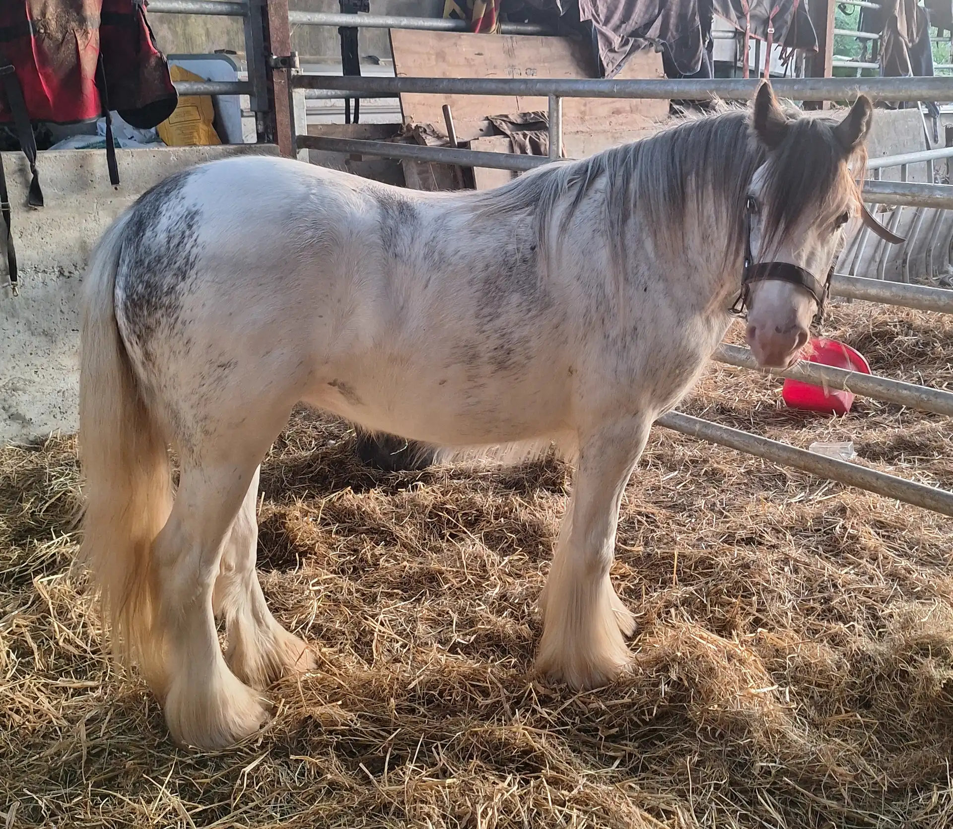 Cococubana Girl - Media (Unknown)