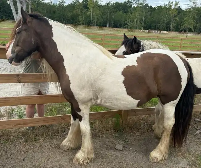 FLF Smokin Gun & Lace - Media (Unknown)