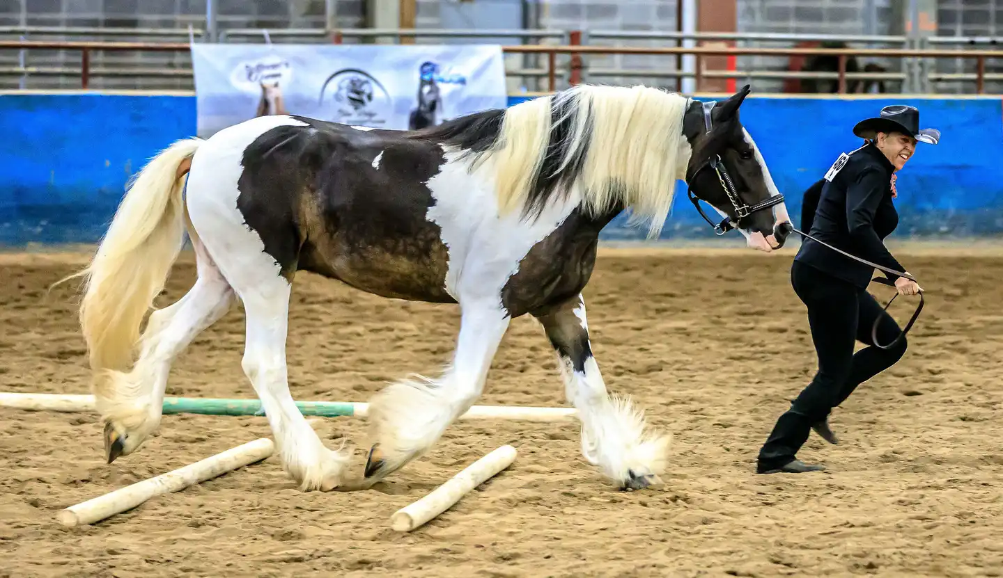 Backyard Swagger - Media (Unknown)