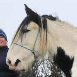 Harley Quinn - Media (Unknown)