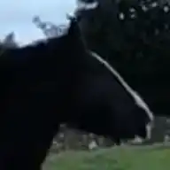 Cleggan Attraction - Media (Unknown)