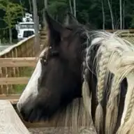 SMG  Whimseys Glorious Summer - Media (Unknown)