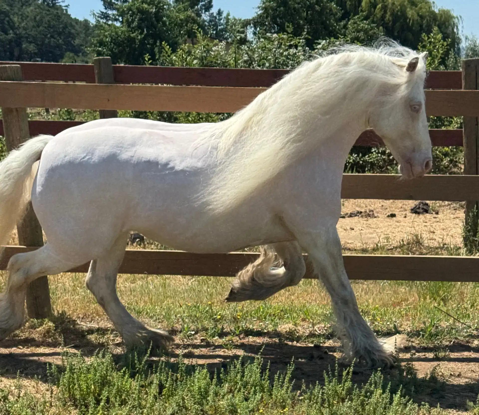 SD Adeleweiss - Media (Unknown)