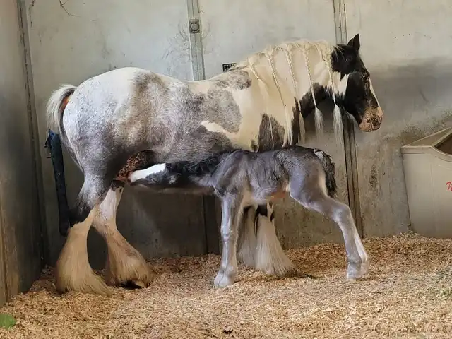 Verbal Pedigree - Media (1887)