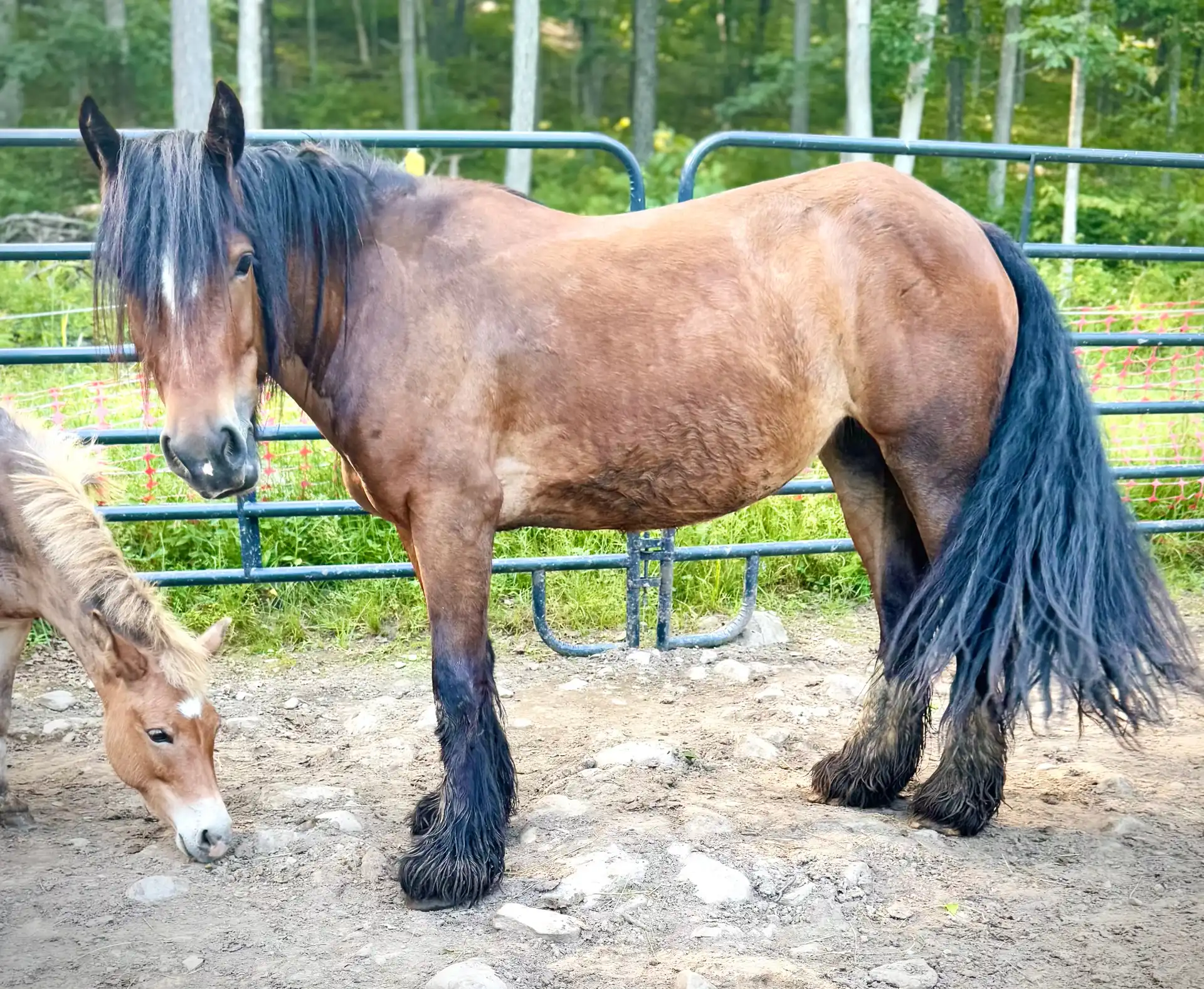 SD Toffee Meringue - Media (Unknown)