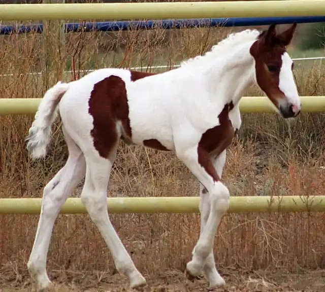 Blackshires Killian - Media (Unknown)