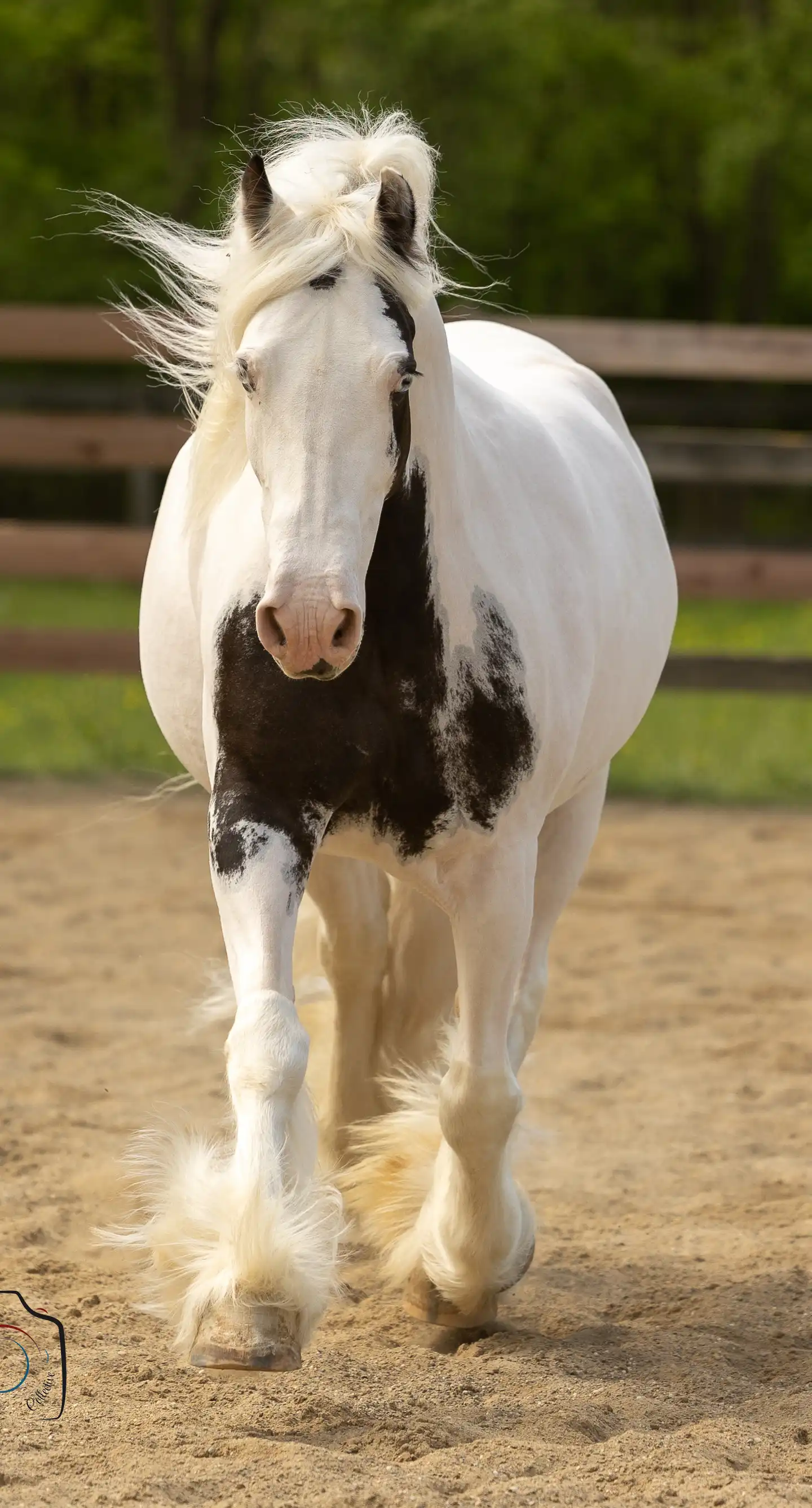 Feathered Meadows Legacy - Media (Unknown)