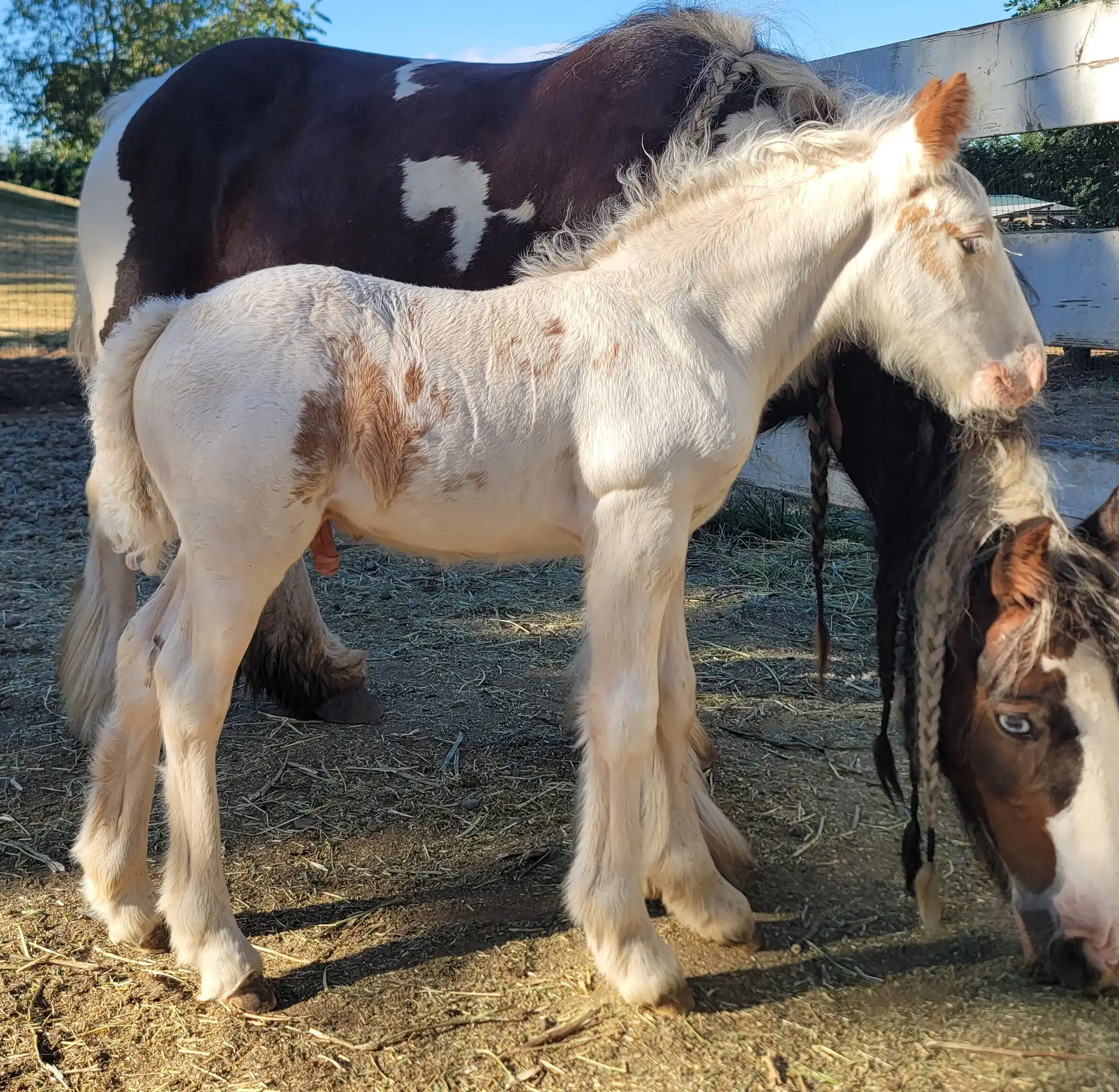 Divine Meadows  Little Leroy - Media (Unknown)