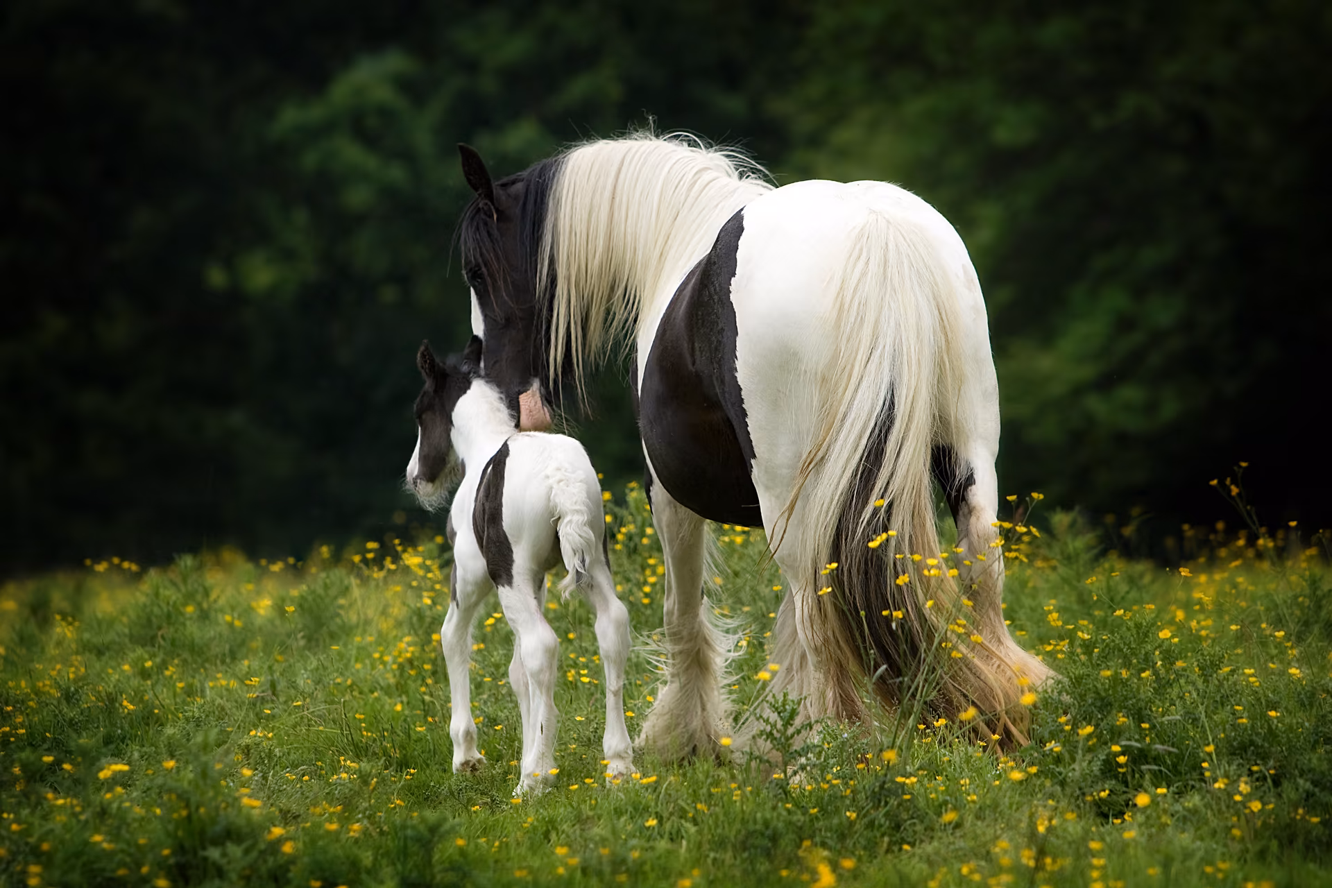 The Traditional Cob Registry - Media (419)
