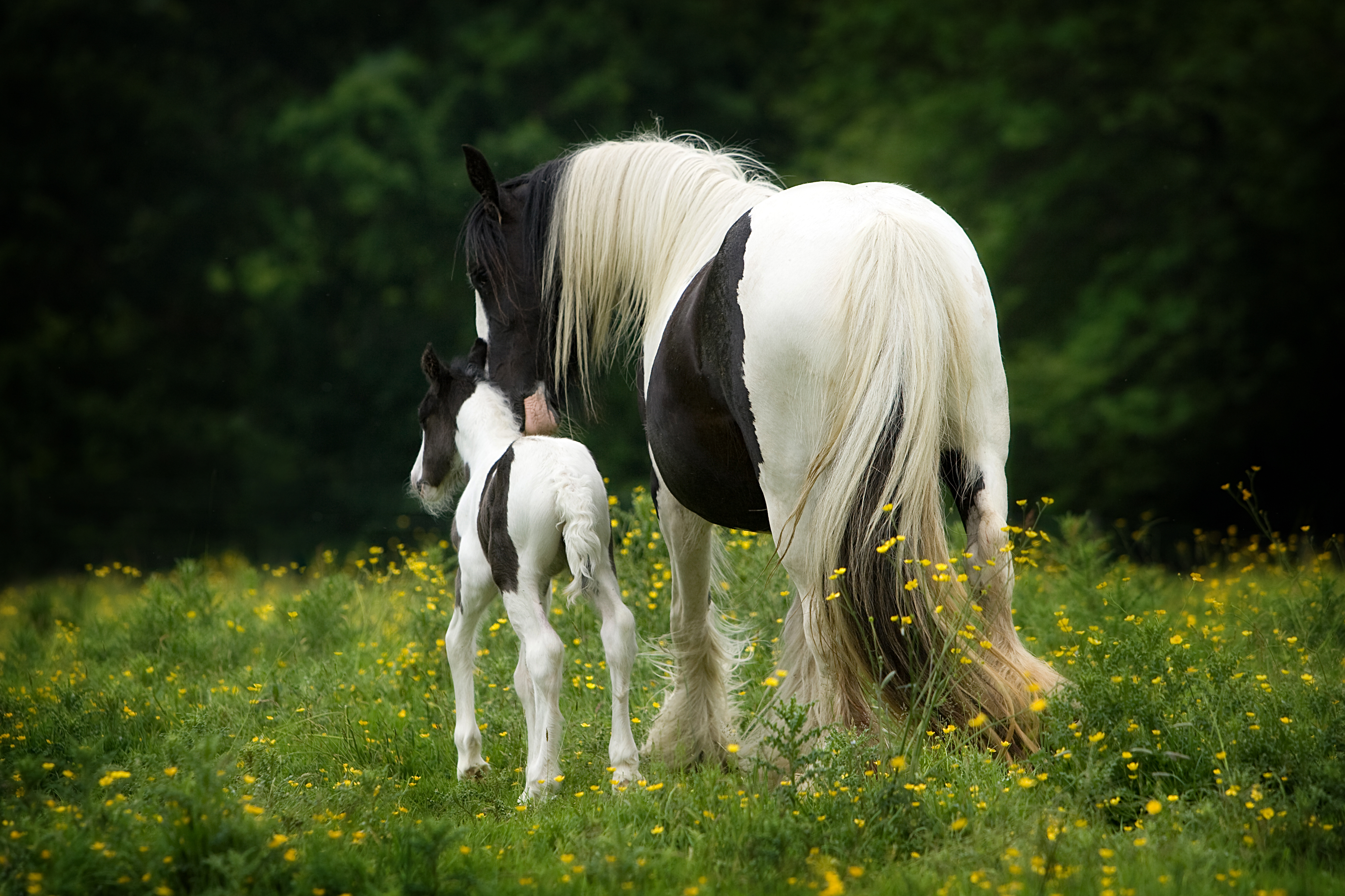 The Traditional Cob Registry - Media (419)