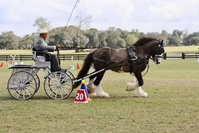 Verbal Pedigree - Media (2096)