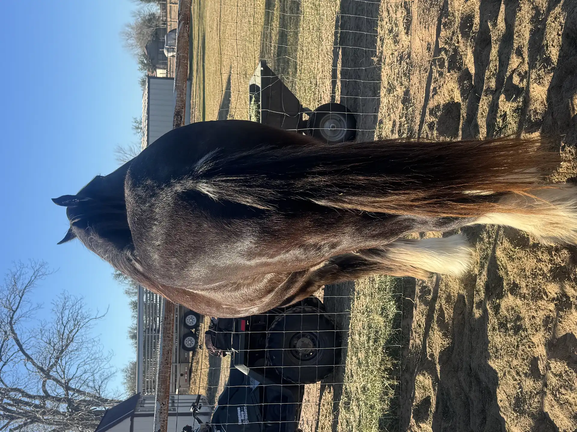 Irish cob  Nori - Media (Unknown)