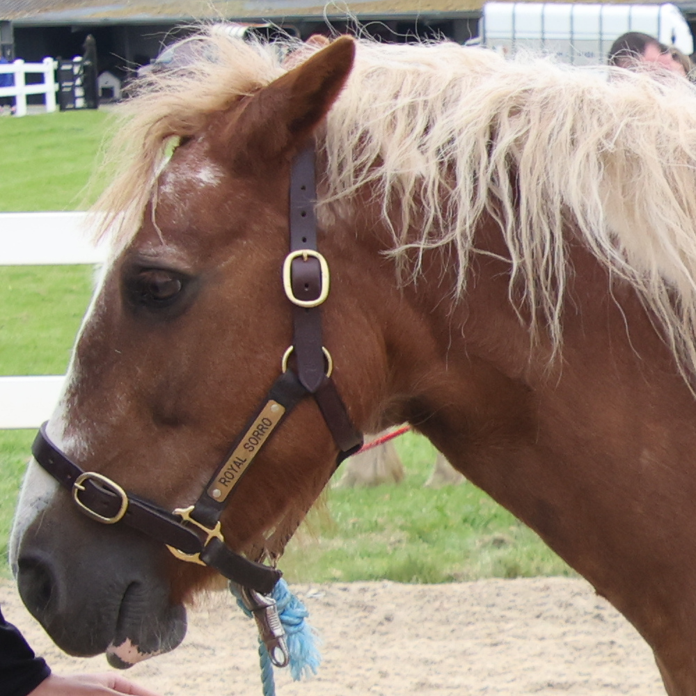 Murroe Katie - Media (Unknown)